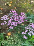 Achillea Lilac Beauty - Champion Plants