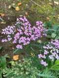 Achillea Lilac Beauty - Champion Plants