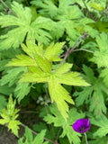 Geranium Ann Folkard - AGM - Champion Plants