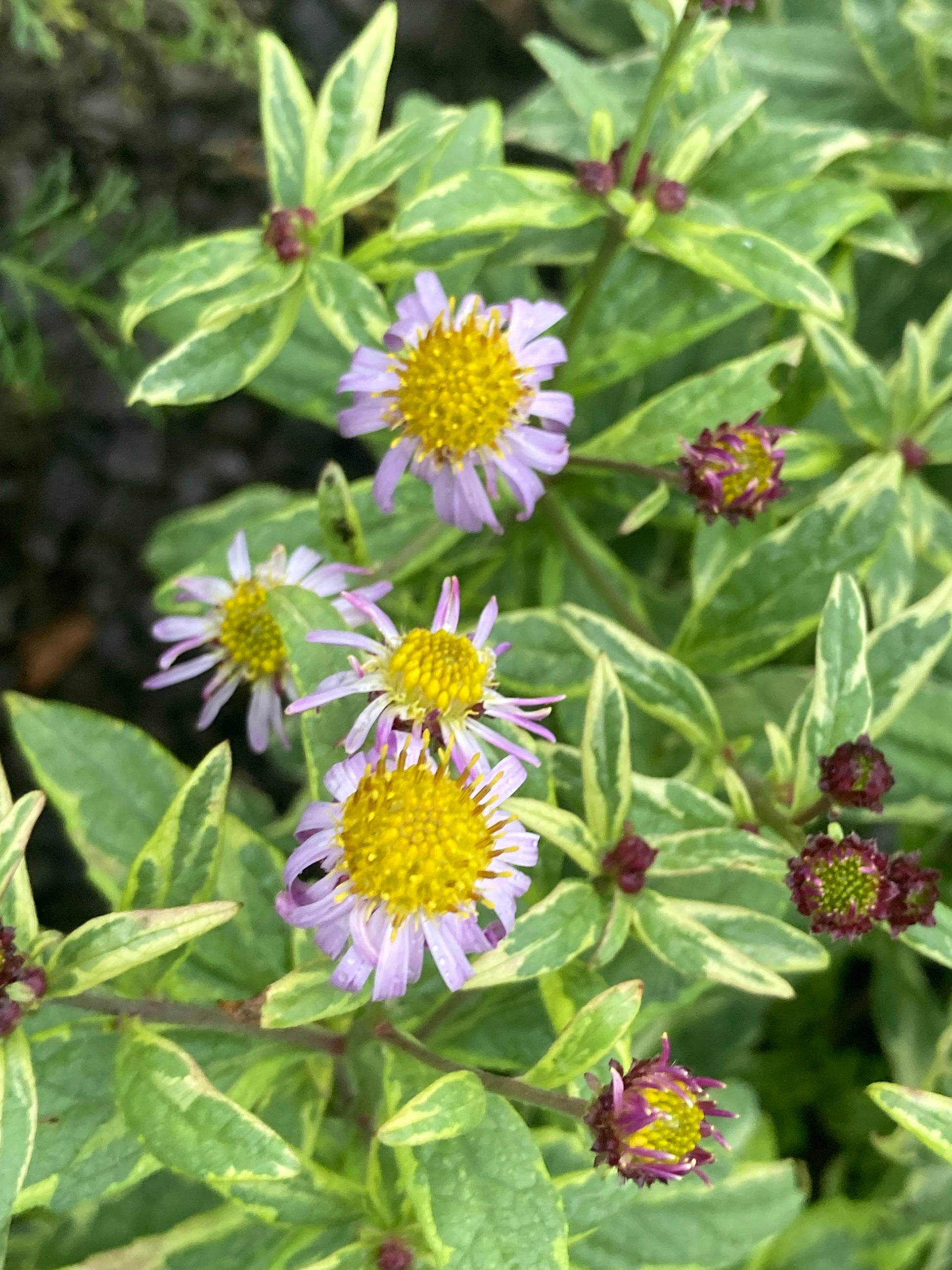Kalimeris yomena Shogun - Champion Plants