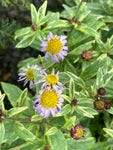 Kalimeris yomena Shogun - Champion Plants