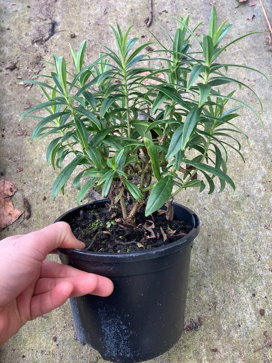 Penstemon Flamingo - Champion Plants