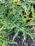 Acanthus spinosus (Bears Breeches) - Champion Plants