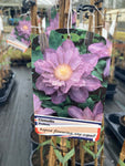 Clematis Proteus - Champion Plants