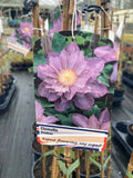 Clematis Proteus - Champion Plants