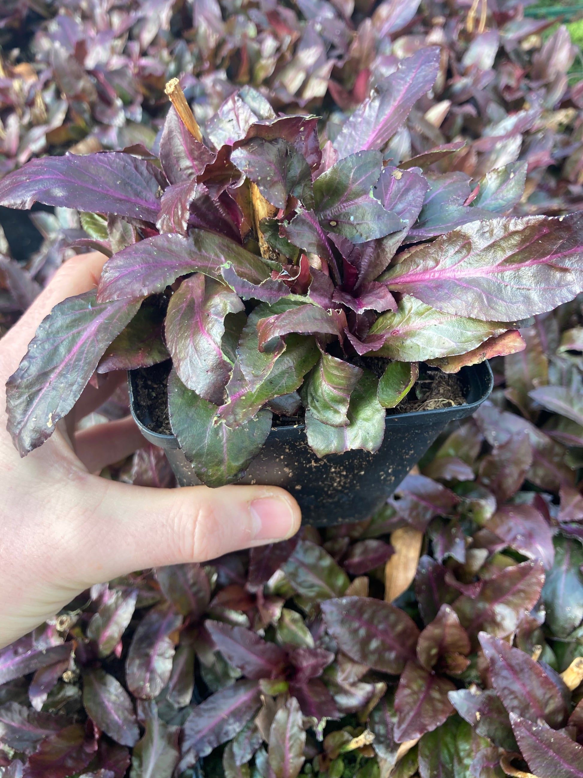 Lobelia Russian Princess - Champion Plants