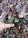 Lobelia Russian Princess - Champion Plants