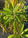 Euphorbia mellifera - AGM - Champion Plants