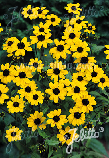 Rudbeckia triloba Blackjack Gold - Champion Plants