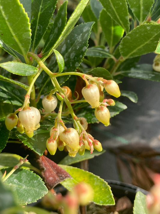 Arbutus unedo - Champion Plants