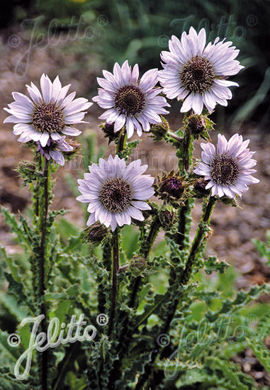 Berkheya Zulu Warrior - Champion Plants