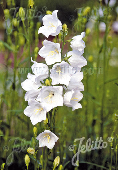 Campanula persicifolia Grandiflora Alba - Champion Plants