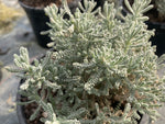 Santolina chamaecyparissus - Champion Plants
