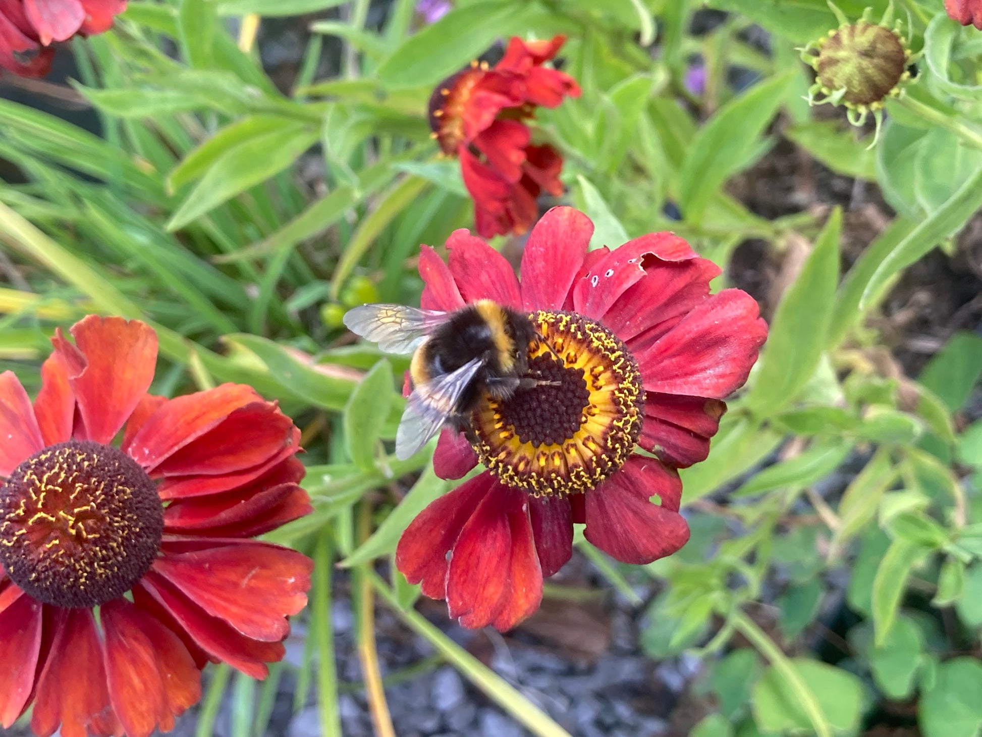 Helenium Red Army - Champion Plants
