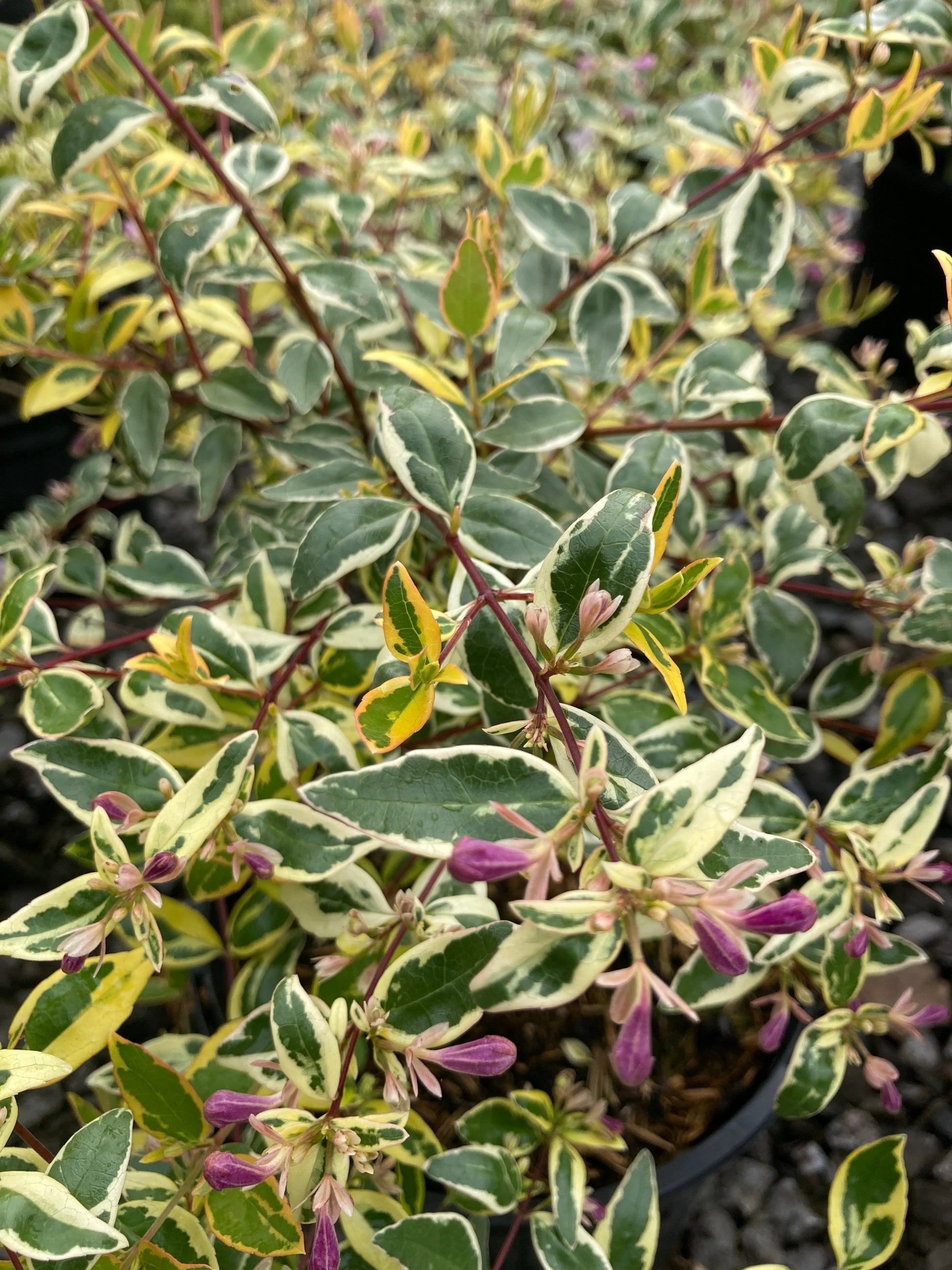 Abelia grandiflora Hopley's - AGM - Champion Plants