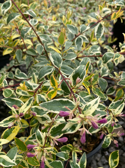 Abelia grandiflora Hopley's - AGM - Champion Plants