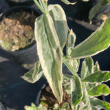 Physostegia Variegata - Champion Plants
