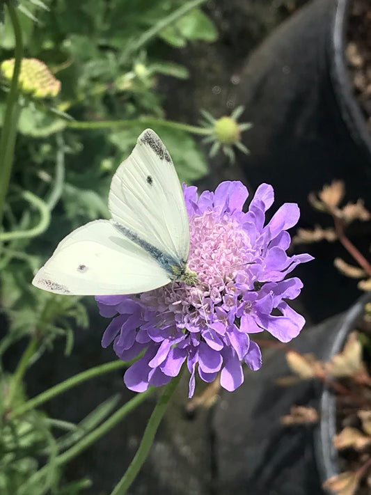 Scabiosa columbaria Misty Butterflies - Champion Plants