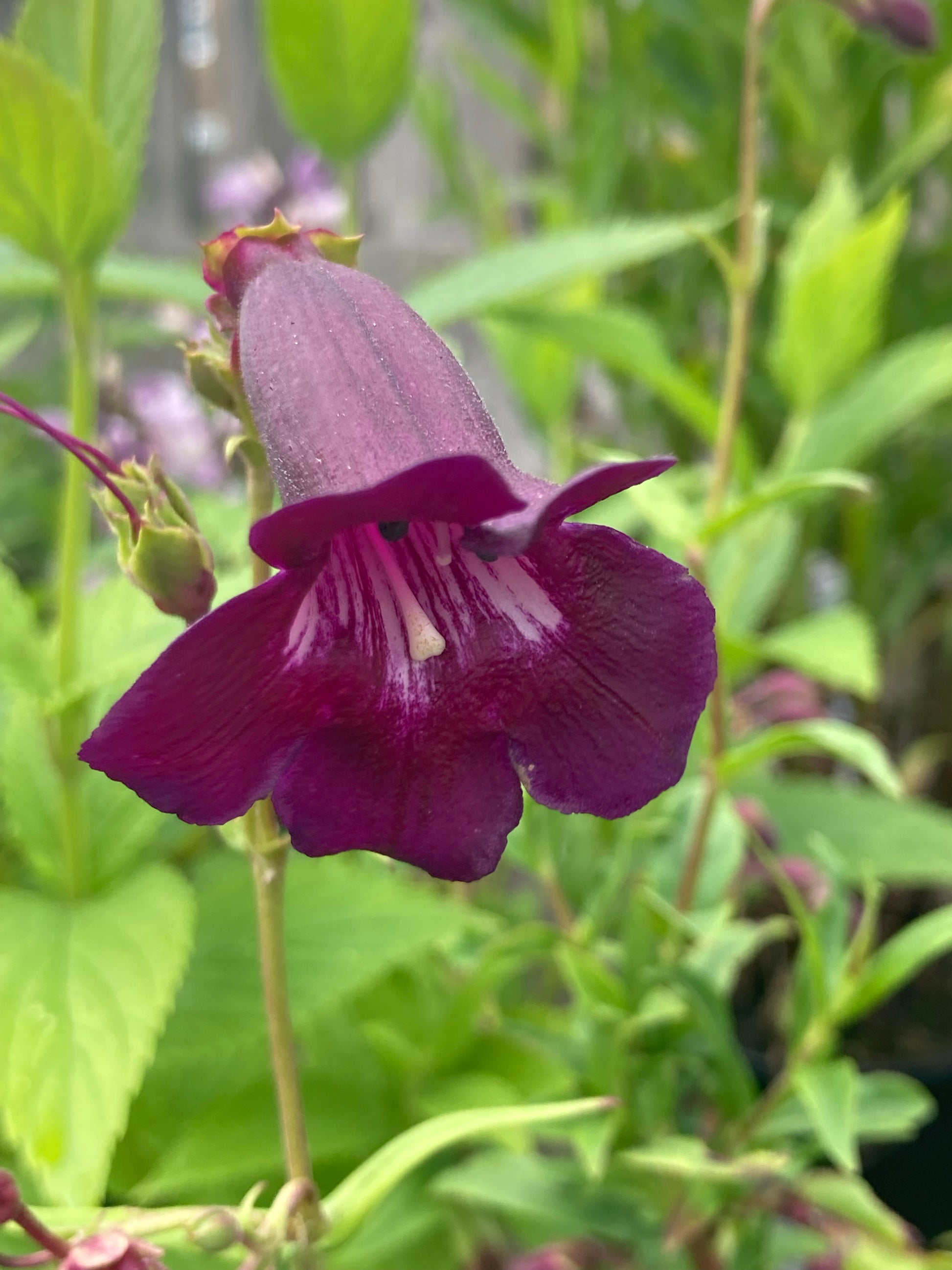 Penstemon Blackbird - Champion Plants