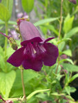 Penstemon Blackbird - Champion Plants