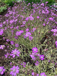 Senecio polyodon Sandra (Variegata) - Champion Plants