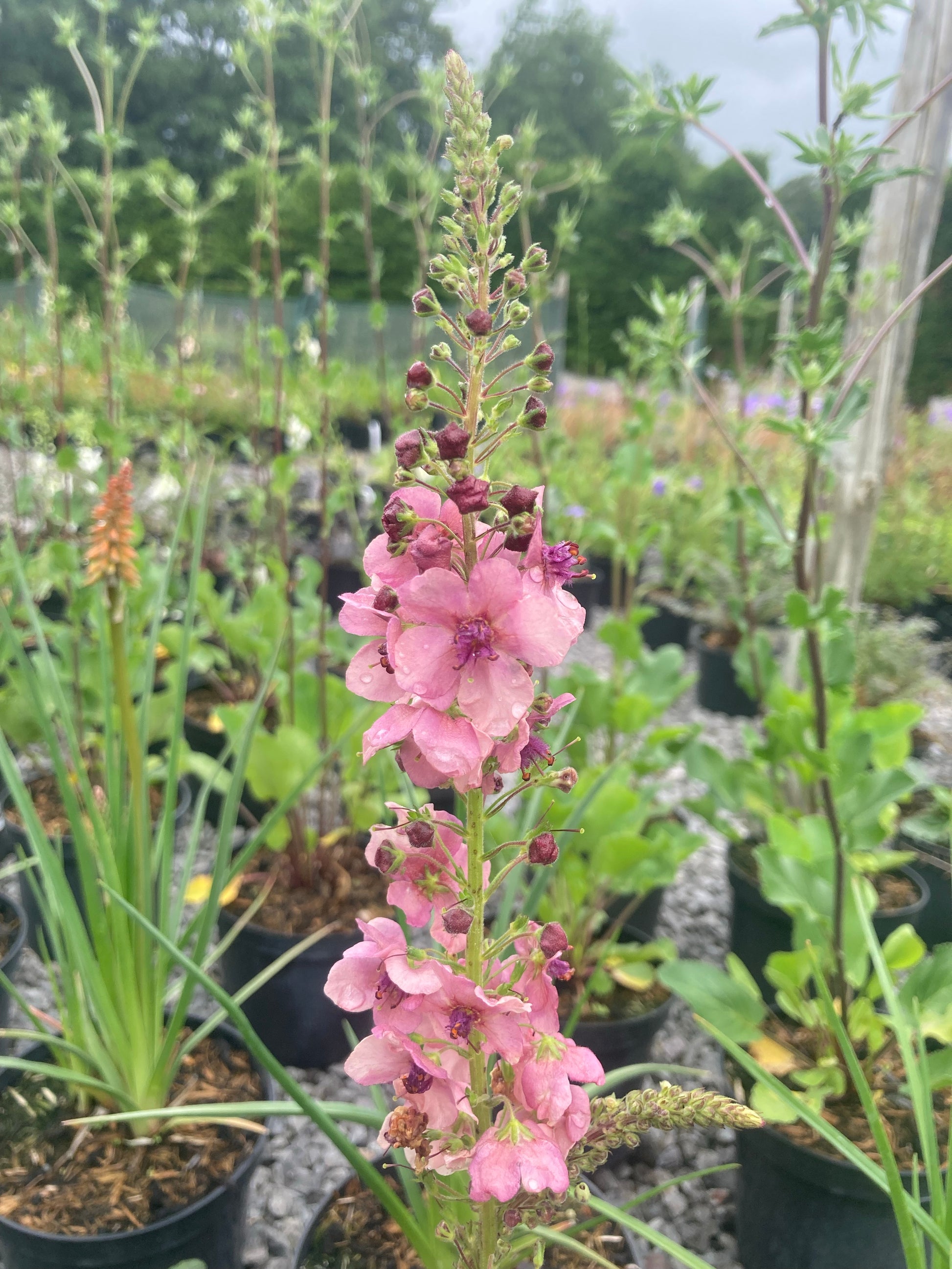 Verbascum 'Southern Charm' - Champion Plants