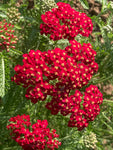 Achillea Paprika - Champion Plants
