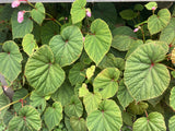 Begonia evansiana - Champion Plants