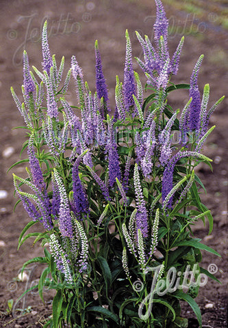 Veronica longifolia Blue Shades - Champion Plants