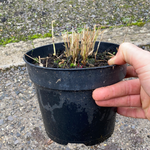 Hakonechloa macra - Champion Plants