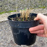 Hakonechloa macra - Champion Plants