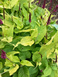 Persicaria Golden Arrow - Champion Plants