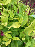 Persicaria Golden Arrow - Champion Plants