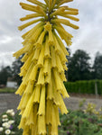 Kniphofia Dorset Sentry - Champion Plants