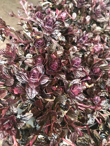 Ajuga Chocolate Chip - Champion Plants