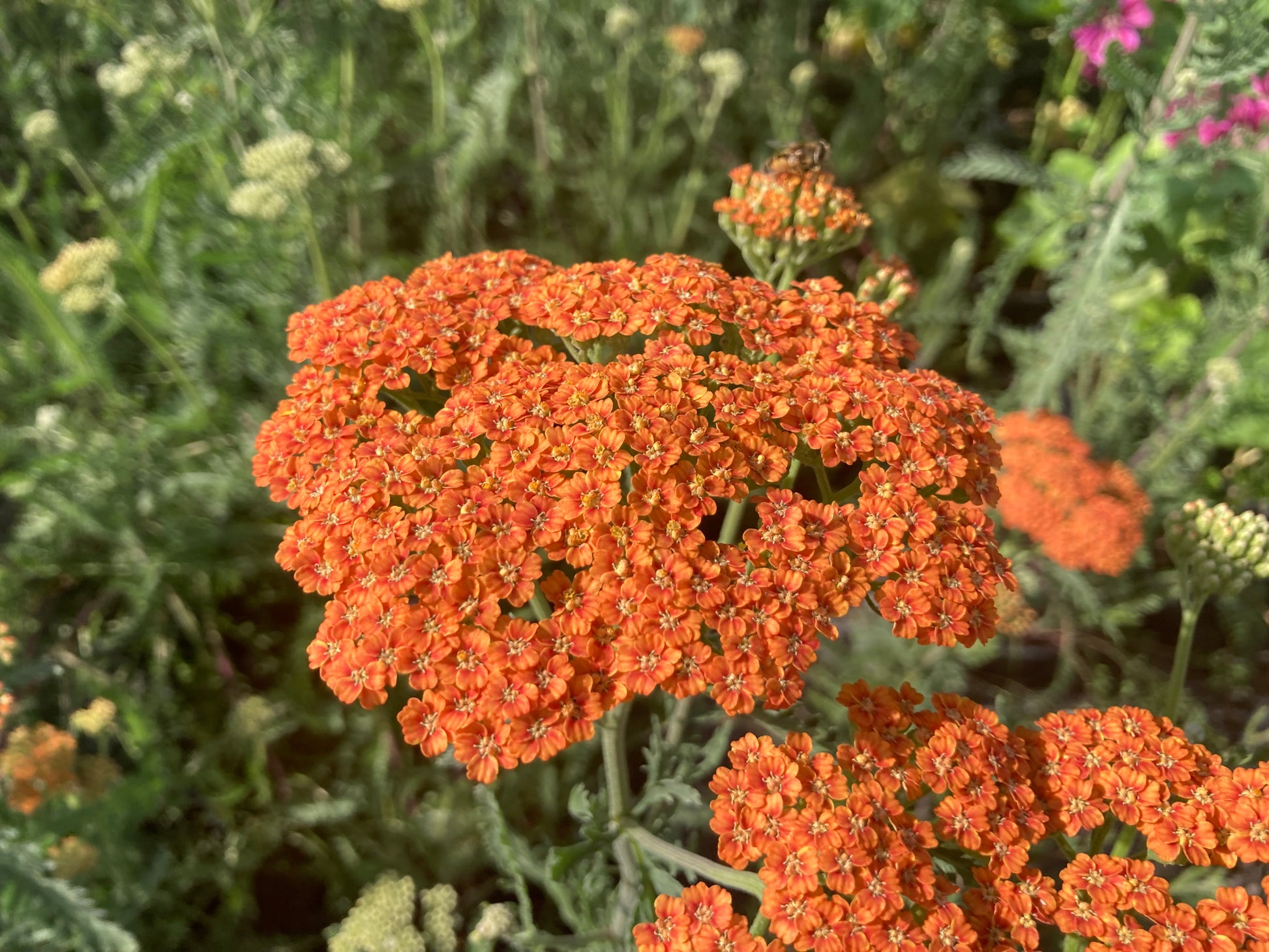 Achillea Terracotta - Champion Plants