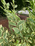 Ligustrum oval. Argenteum - Champion Plants
