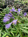 Agapanthus Headbourne Hybrids - Champion Plants