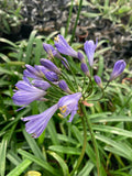 Agapanthus Headbourne Hybrids - Champion Plants