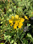 Coronilla glauca - Champion Plants