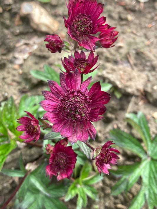 Astrantia Gill Richardson Group - Champion Plants