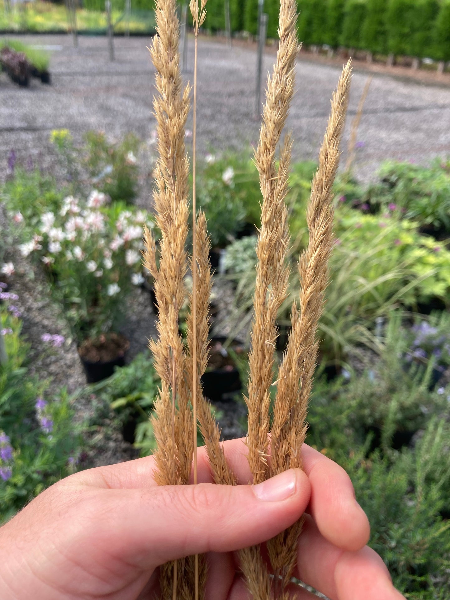 Calamagrostis × acutiflora 'Avalanche' - Champion Plants
