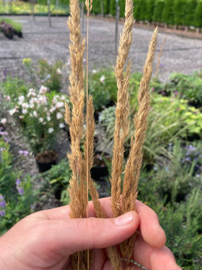 Calamagrostis × acutiflora 'Avalanche' - Champion Plants