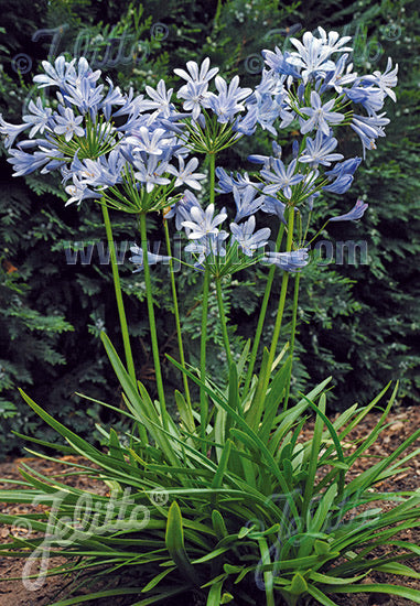 Agapanthus Queen Anne - Champion Plants