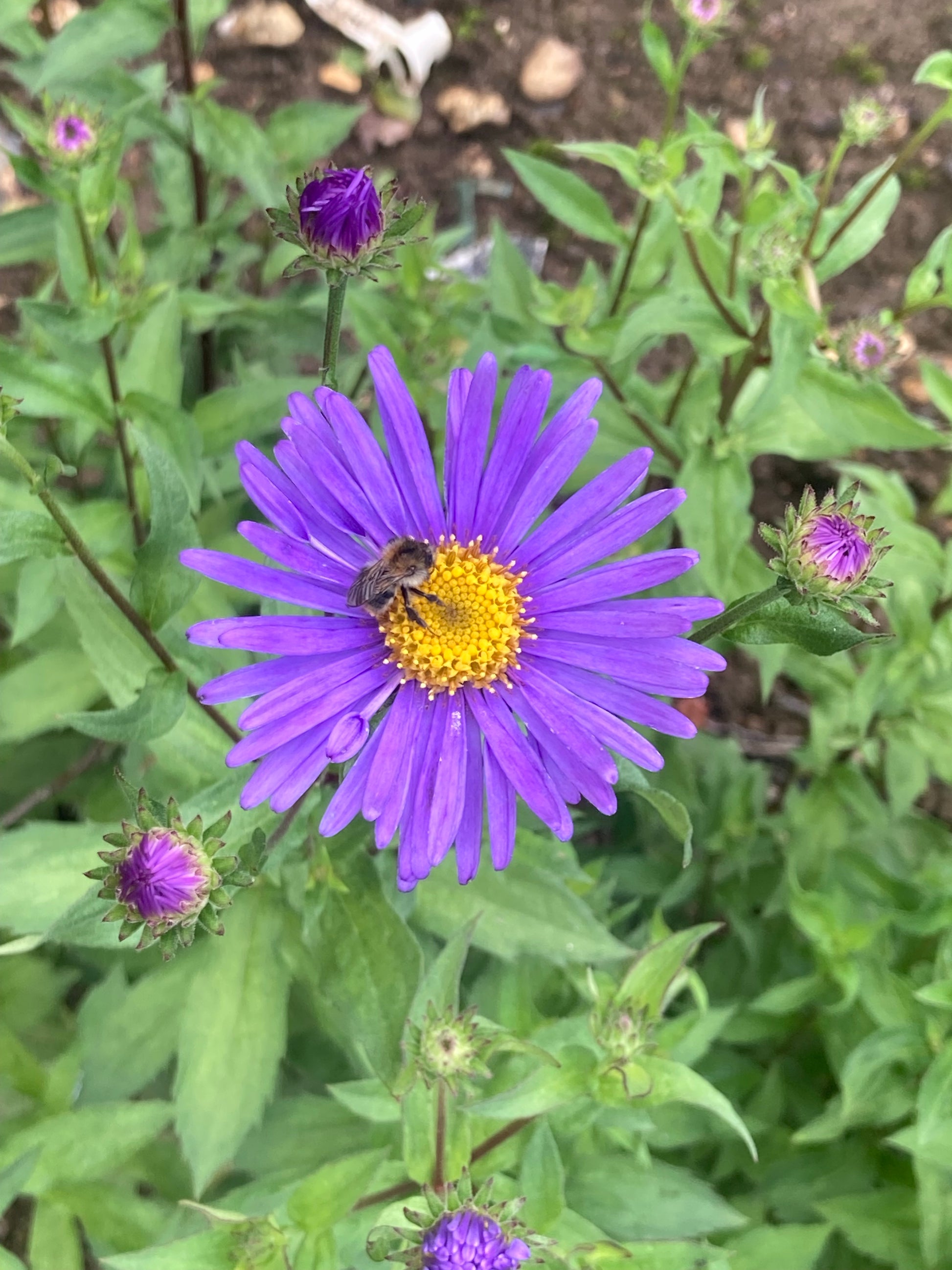 Aster x frikartii Jungfrau - Champion Plants