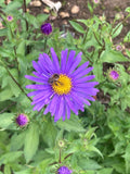 Aster x frikartii Jungfrau - Champion Plants