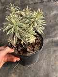 Euphorbia Tasmanian Tiger - Champion Plants