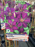 Clematis Gypsy Queen - AGM - Champion Plants