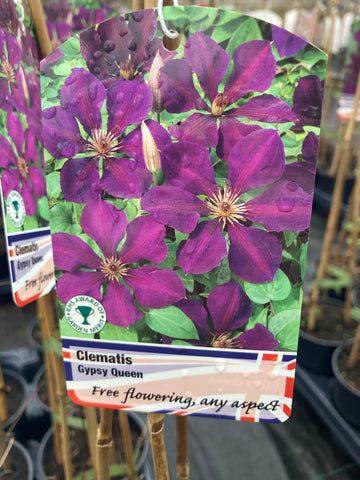 Clematis Gypsy Queen - AGM - Champion Plants