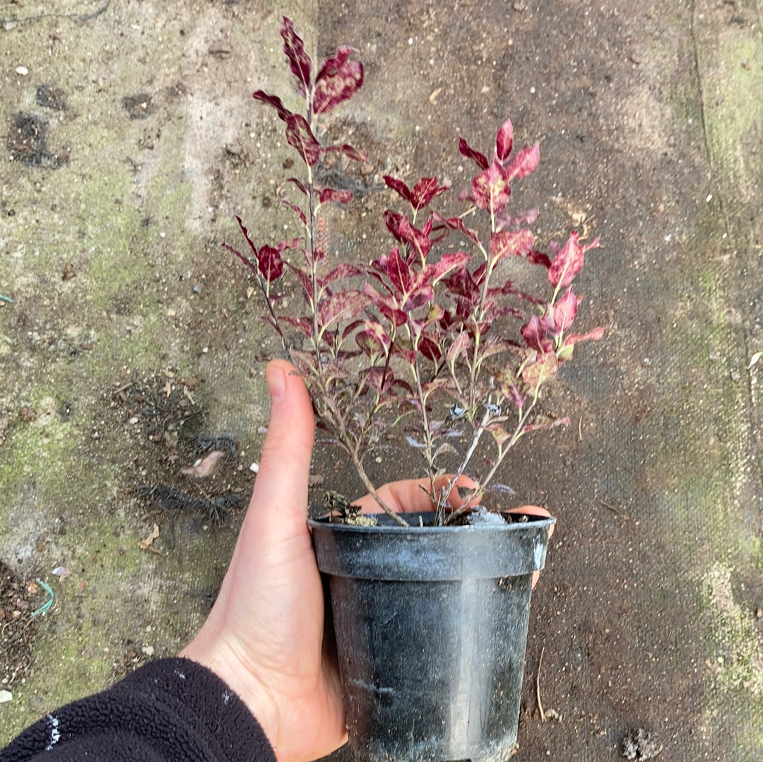 Pittosporum Tom Thumb - AGM - Champion Plants